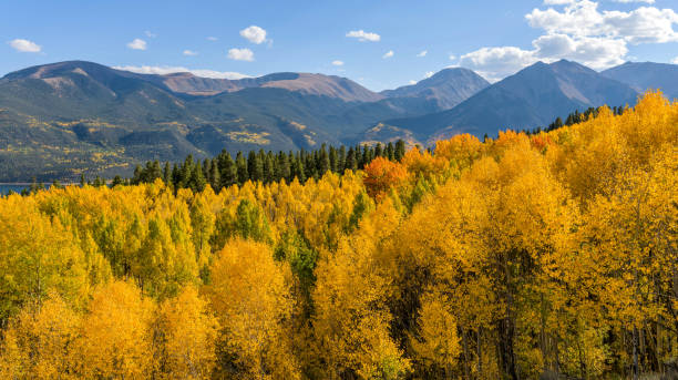 Autumn Mountains - Autumn panoramic overview of a dense aspen forest in a valley at base of towering mountains of Sawatch Range of Colorado Rocky Mountains. Twin Lakes, CO, USA. Autumn panoramic overview of a dense aspen forest in a valley at base of towering mountains of Sawatch Range of Colorado Rocky Mountains. Twin Lakes, CO, USA. leadville stock pictures, royalty-free photos & images