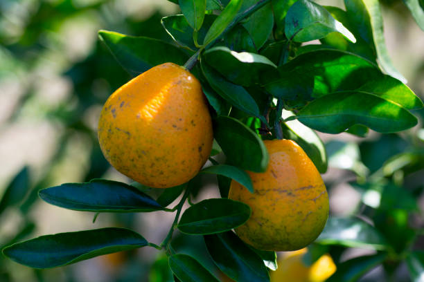 oranges growing on tree stock photo