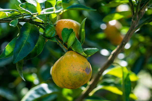 tree ripe Florida oranges stock photo
