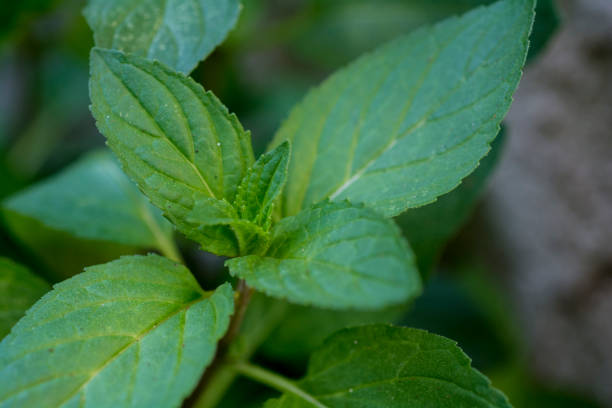 herbs stock photo