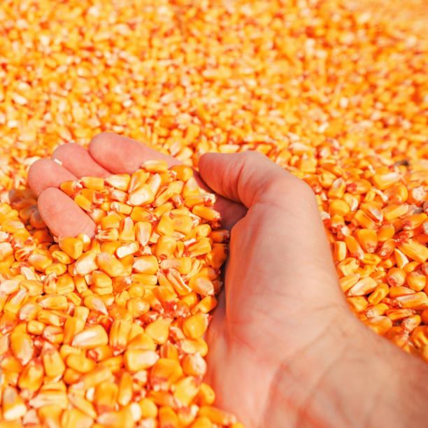 istock Farmer handful of harvested corn kernels 1058482970