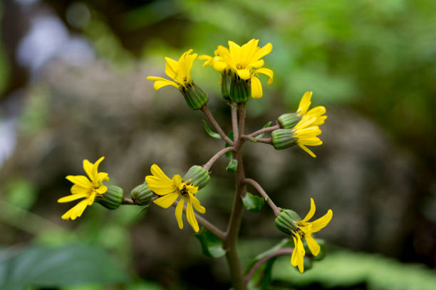 yellow flowering plant stock photo