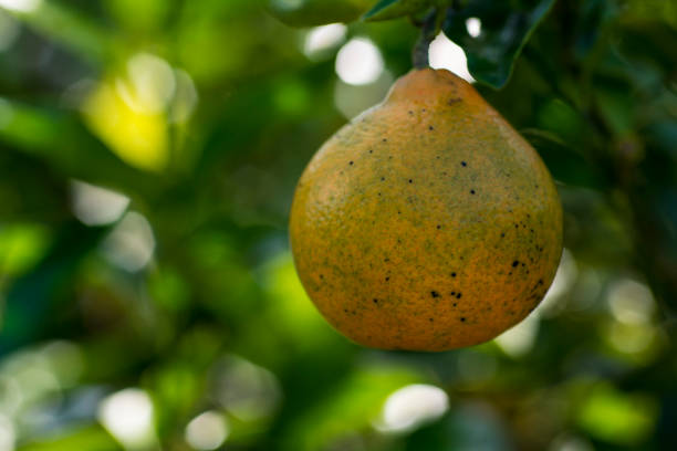 oranges growing on tree stock photo