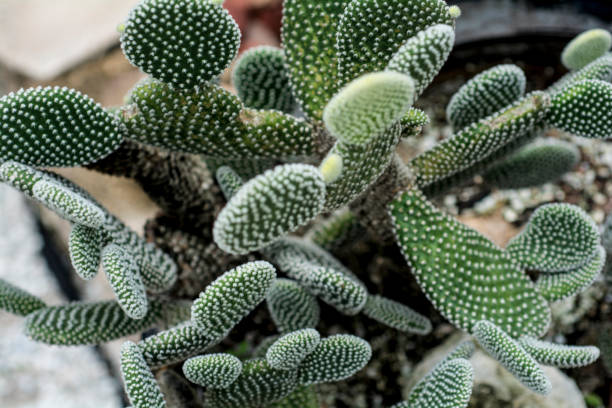 cactus stock photo