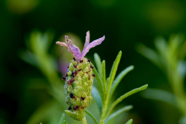 herbs stock photo