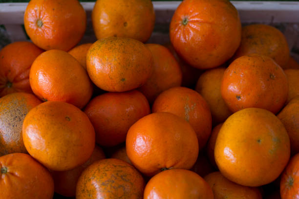 tangerines stock photo