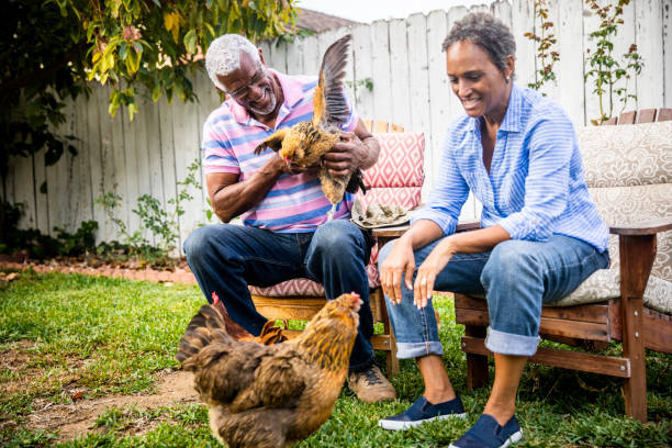 istock Black Couple Playing in Yard with Chickens 1058485408