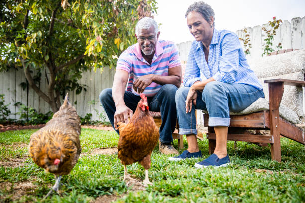 istock Black Couple Playing in Yard with Chickens 1058485864