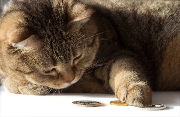 istock A cat counts gold and silver coins. A rich cat 1058487684