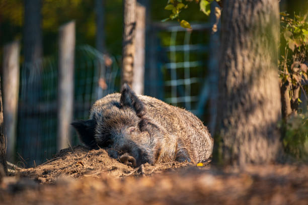 Boar lying in wildlife park