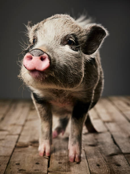 istock Miniature Pig Portrait 1058494100