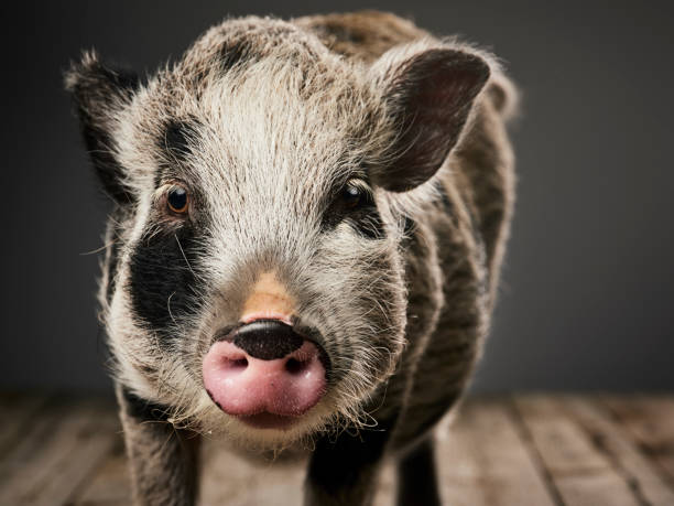 istock Miniature Pig Portrait 1058494198