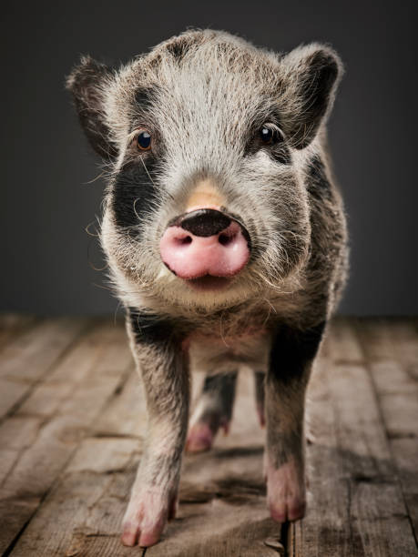 istock Miniature Pig Portrait 1058494312