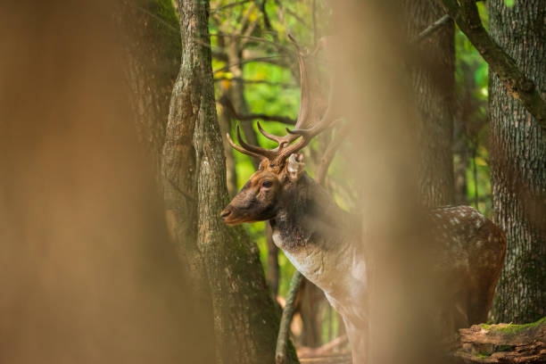 istock Fallow deer buck in the forest 1058494426