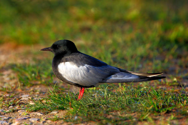 草が茂った湿地に関する単一のハジロクロハラアジサシ黒鳥 - chlidonias ストックフォトと画像