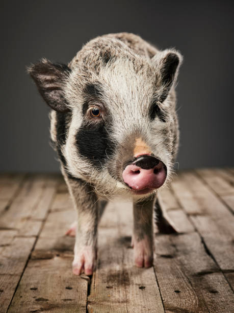 Miniature Pig Portrait