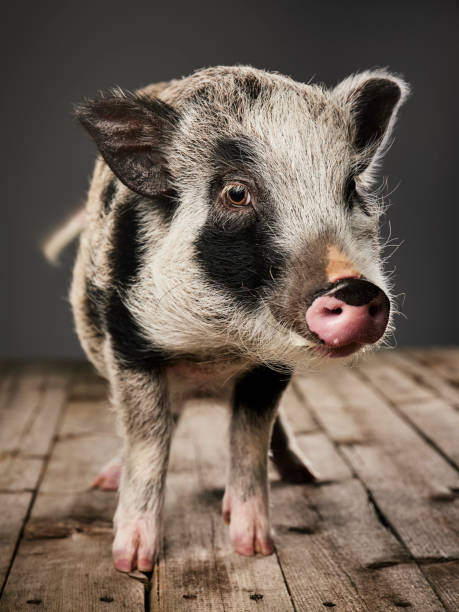 istock Miniature Pig Portrait 1058496752