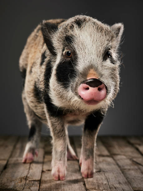 istock Miniature Pig Portrait 1058498356