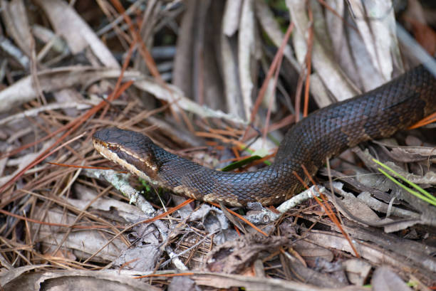 istock Cottonmouth (Water Moccasin) Snake, Florida 1058498376