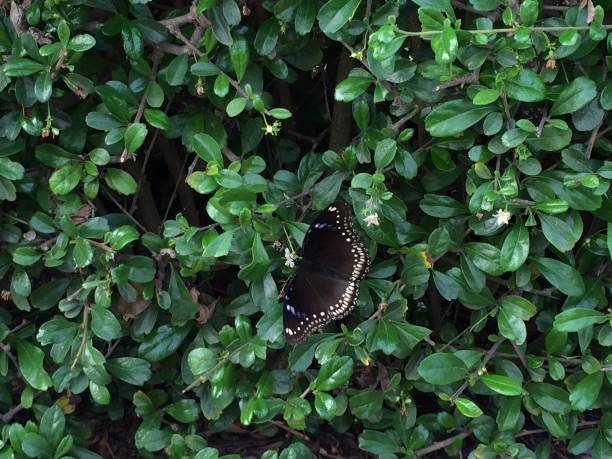 istock Butterfly and flowers 1058504608
