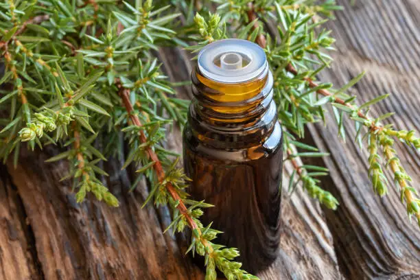 A bottle of juniper essential oil with fresh juniper branches