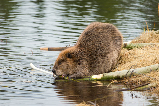 istock A large beaver castor canadensis chewing on popular branches 1058505908