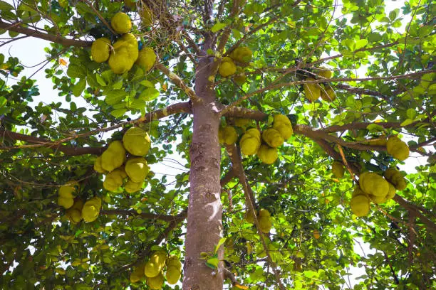 Large jackfruit on the trees in the jungles of India