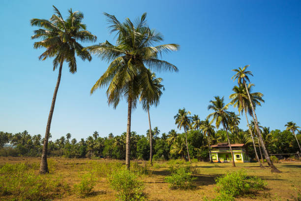 istock House in the tropical jungle 1058507200
