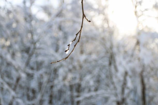 istock Winter forest, daytime, landscape, snow 1058507604