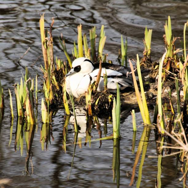istock A view of a Smew Duck 1058507644