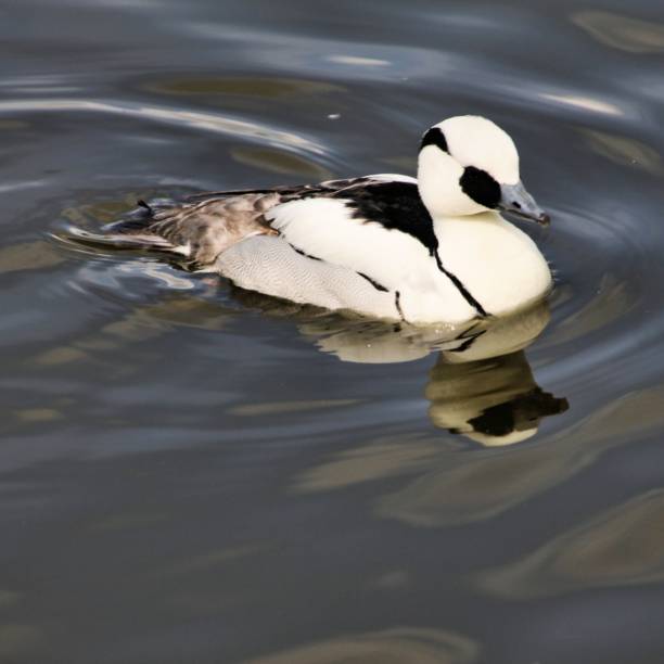 istock A view of a Smew Duck 1058507750