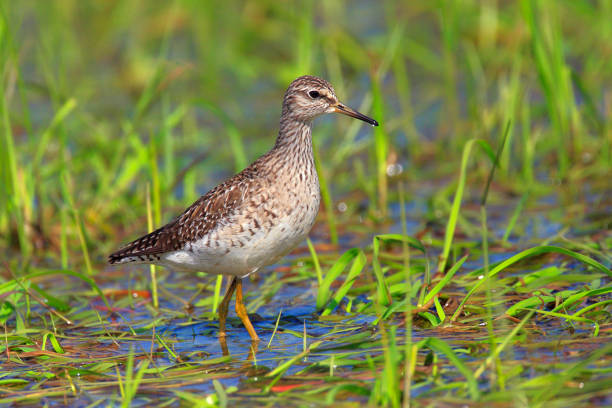 istock Single Wood sandpiper bird on grassy wetlands 1058508314