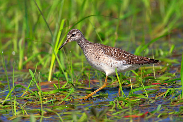 istock Single Wood sandpiper bird on grassy wetlands 1058508400