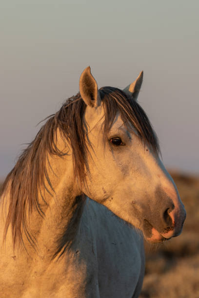 istock Wild Horse Portrait 1058508568