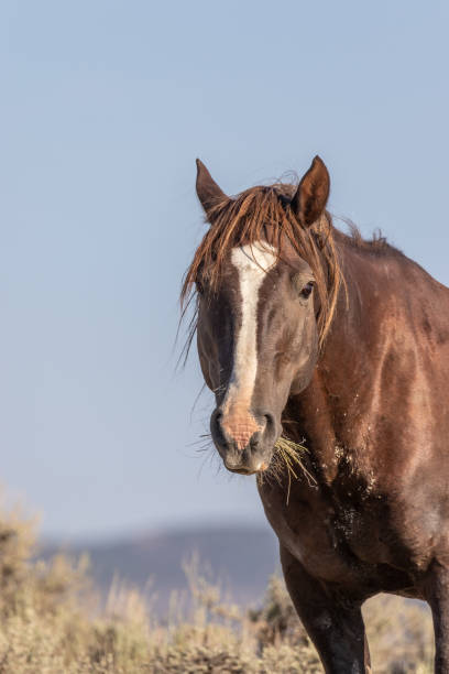 Wild Horse Portrait