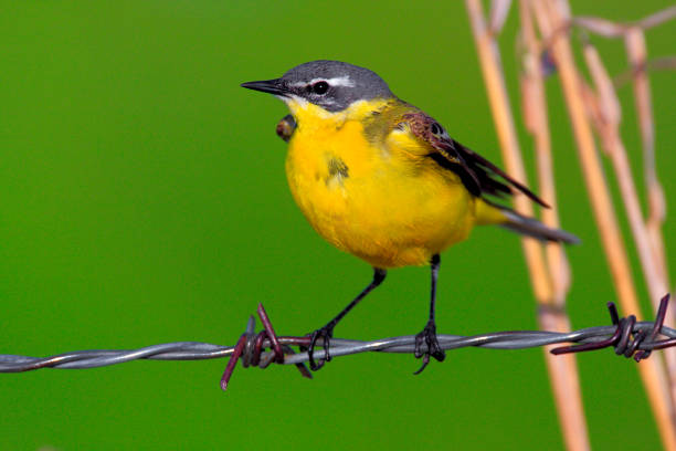 istock Single Yellow wagtail bird on a metal barb wire 1058509036