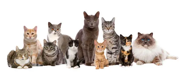 Many Cats sitting in a row, in front of a white background