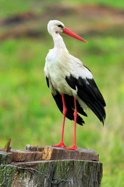 istock Single White Stork bird on grassy wetlands 1058510228