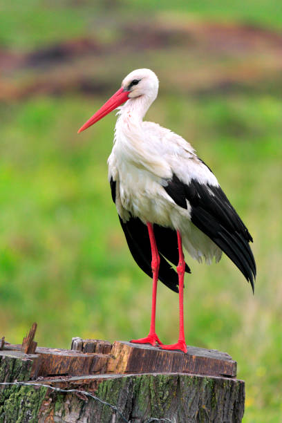 istock Single White Stork bird on grassy wetlands 1058510306