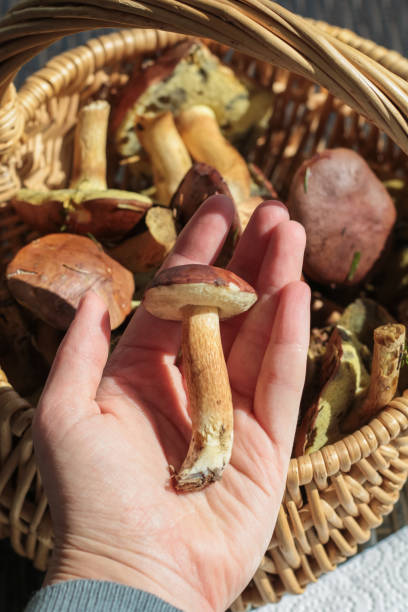 istock Hand Holding Basket with Forest Porcini Mushrooms 1058510396