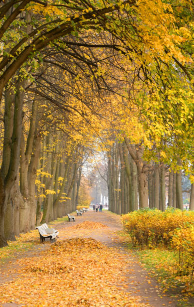 istock Alley in park at autumn. 1058510704