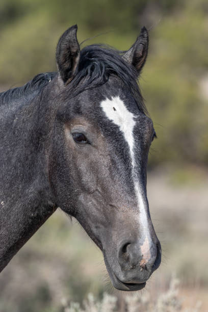istock Wild Horse Portrait 1058510714