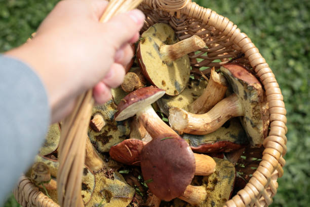 Hand Holding Basket with Forest Porcini Mushrooms
