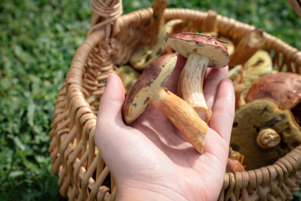 Hand Holding Basket with Forest Porcini Mushrooms