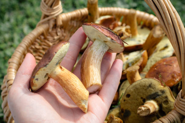 Hand Holding Basket with Forest Porcini Mushrooms