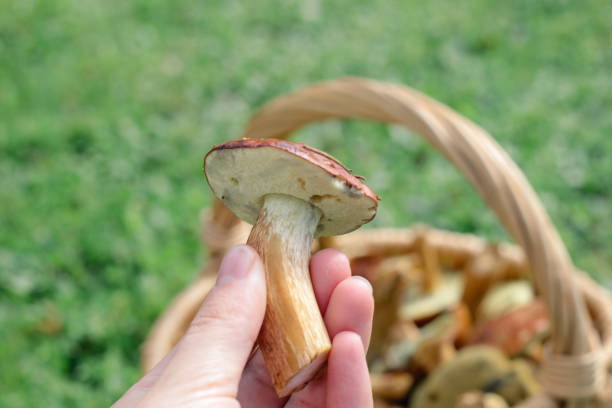 Hand Holding Basket with Forest Porcini Mushrooms