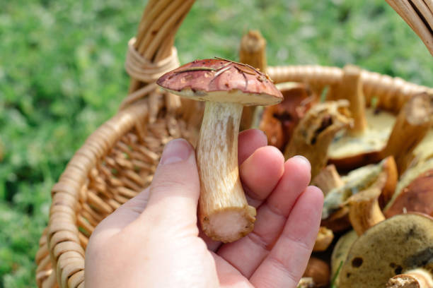 Hand Holding Basket with Forest Porcini Mushrooms