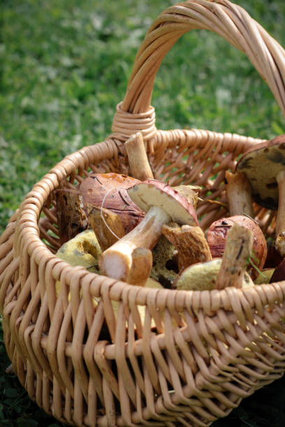 istock Basket with Forest Porcini Mushrooms 1058511124