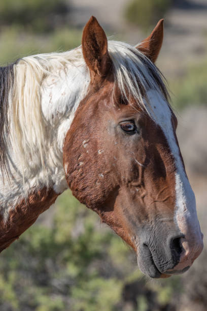 istock Wild Horse Portrait 1058511258