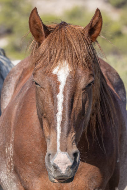 istock Wild Horse Portrait 1058511486